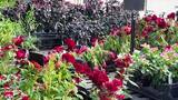 Wegmans shooting suspect extradited; arraignment set for Tuesday ...