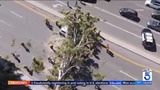 Dramatic video shows Orange County firefighters rescue cats from ...
