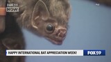 Celebrating International Bat Appreciation Week – Fox 59