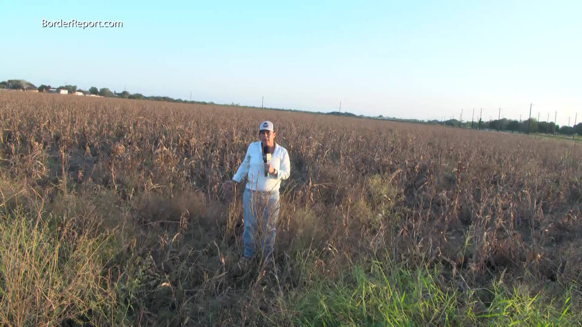 Farmer giving up in Rio Grande Valley due to lack of water – WBTW