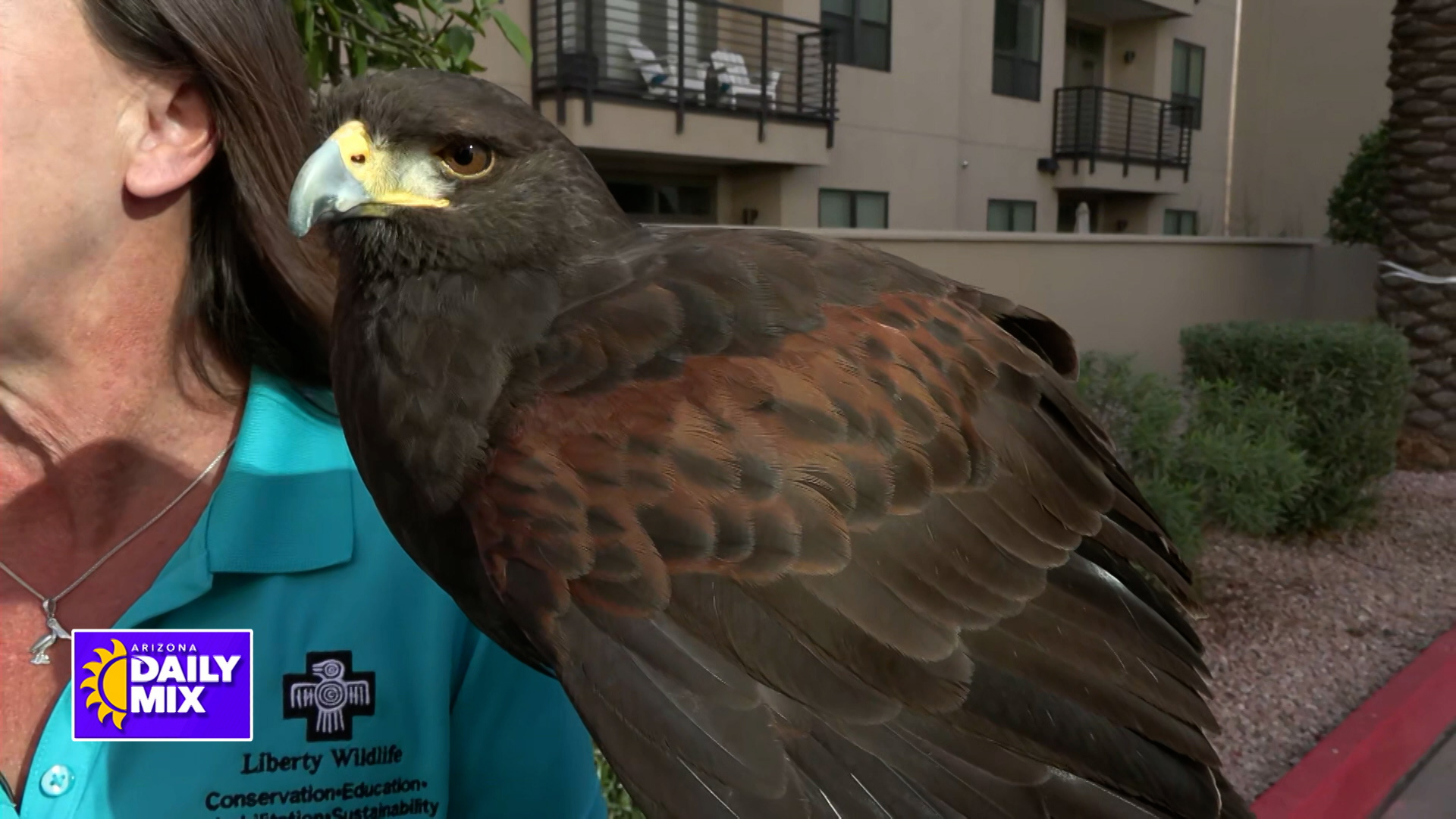 Liberty Wildlife | Local Wildlife Rescue and Education Center – CW7 Arizona